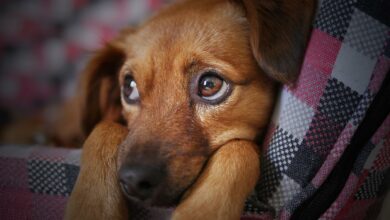Allergie Hund: Symptome und Behandlung [Bildinhalt mit KI erstellt]