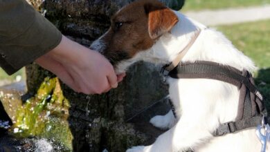 Alter Hund trinkt plötzlich sehr viel [Bildinhalt mit KI erstellt]
