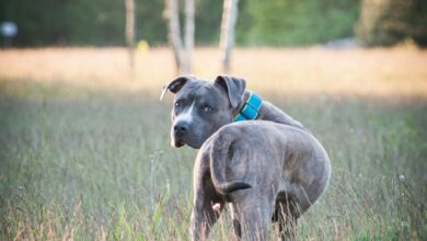 Anti Hunde Pinkel Spray: Halten Sie Ihre Umgebung sauber und geruchsfrei [Bildinhalt mit KI erstellt]