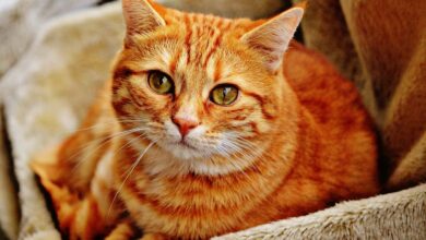 Ataxie bei Katzen - Symptome und Behandlung [Bildinhalt mit KI erstellt]