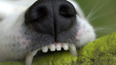 Beißkraft Hunde - Tabelle 10 Hunde mit der stärksten Beißkraft [Bildinhalt mit KI erstellt]