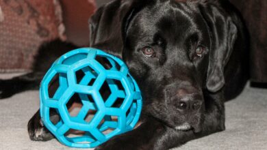 Denkspiele für Hunde - drinnen und draußen [Bildinhalt mit KI erstellt]
