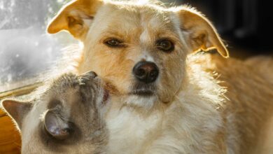 Dürfen Hunde Katzenfutter fressen? [Bildinhalt mit KI erstellt]