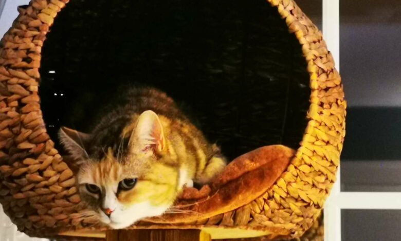 Epilepsie bei Katzen [Bildinhalt mit KI erstellt]