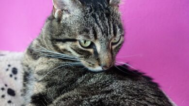 Fieber messen bei Katzen – auf was man achten muss! [Bildinhalt mit KI erstellt]