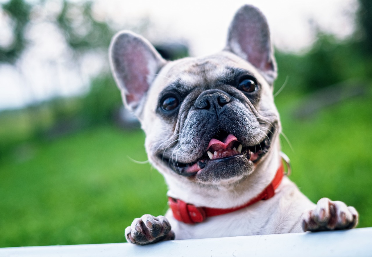 Wie alt wird eine französische Bulldogge [Bildinhalt mit KI erstellt]