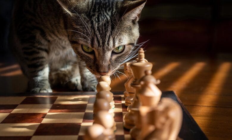 Gehirntraining für Katzen - Spiele für das Gehirnjogging