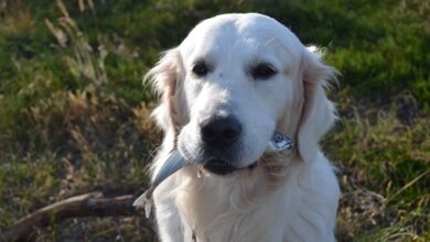 Omega 3 für Hunde - Erfahrungen, Vorteile und Nachteile [Bildinhalt mit KI erstellt]
