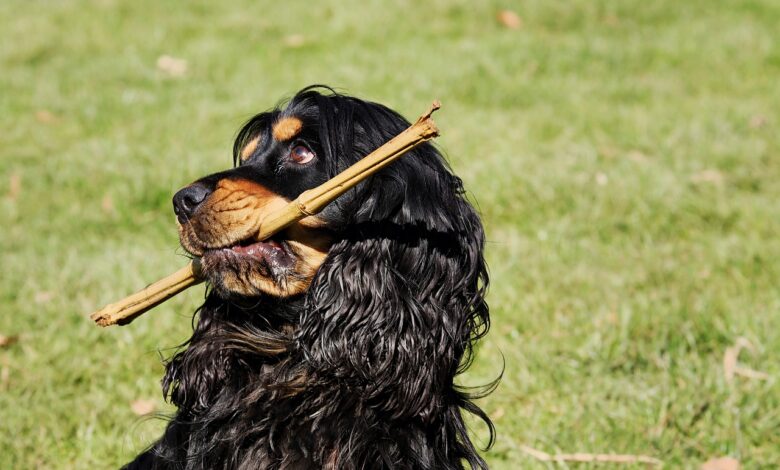 Hundeverhalten Entschlüsselt: 15 Seltsamkeiten Erklärt! [Bildinhalt mit KI erstellt]
