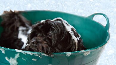 Hund baden - was muss man beachten? [Bildinhalt mit KI erstellt]
