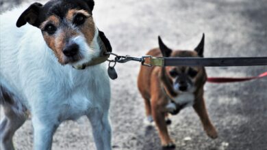 Hund beißt in Leine - Gründe und was kann man dagegen tun? [Bildinhalt mit KI erstellt]