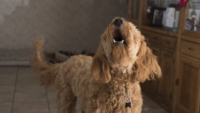 Hund bellt Besucher an - Ursachen und praktische Tipps [Bildinhalt mit KI erstellt]