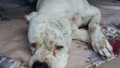Hund erbricht gelb - Ursachen und Maßnahmen [Bildinhalt mit KI erstellt]