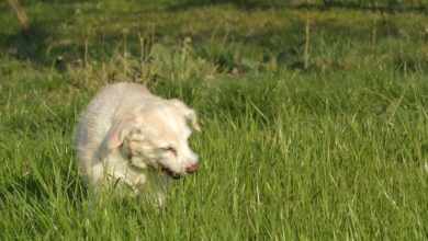 Mein Hund frisst Gras - Was bedeutet das? [Bildinhalt mit KI erstellt]