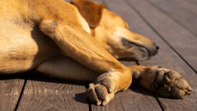 Hunde kauen an den Pfoten – Warum tun sie das? [Bildinhalt mit KI erstellt]