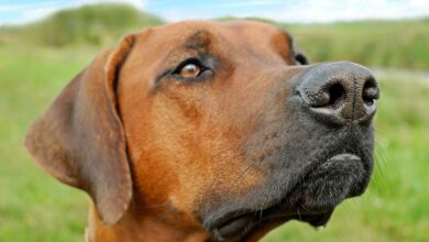 Hund knurrt mich an – Gründe für sein Verhalten [Bildinhalt mit KI erstellt]