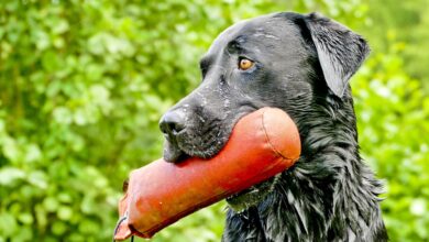 Hund körperlich auslasten - Bewegung als Beschäftigung [Bildinhalt mit KI erstellt]