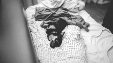 Warum pinkelt mein Hund auf mein Kopfkissen? [Bildinhalt mit KI erstellt]