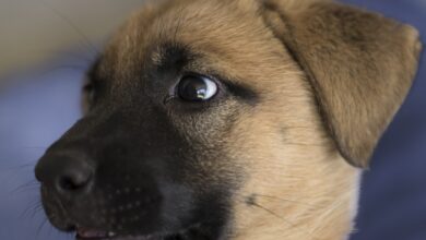 Hund pinkelt in Wohnung [Bildinhalt mit KI erstellt]