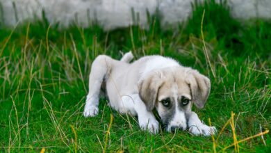 Hunde Durchfall: Ursachen und Hilfe - Diarrhöe bei Hunden [Bildinhalt mit KI erstellt]