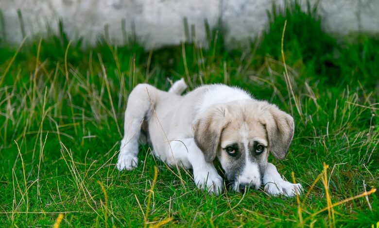 Hunde Durchfall: Ursachen und Hilfe - Diarrhöe bei Hunden