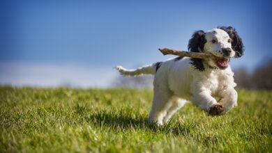 Die 10 besten Hunde Spiele zur Beschäftigung Ihres Vierbeiner [Bildinhalt mit KI erstellt]