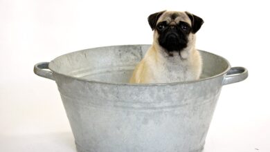 Hunde mit Kernseife waschen: Eine gründliche Anleitung [Bildinhalt mit KI erstellt]