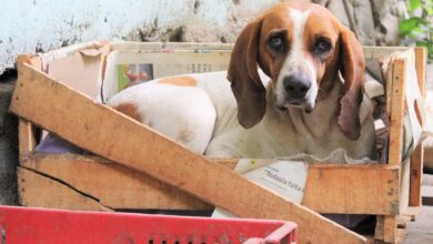 Hundebox wie groß muss sie sein? [Bildinhalt mit KI erstellt]