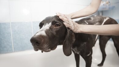 Die besten Tipps zur Hundefellpflege! [Bildinhalt mit KI erstellt]
