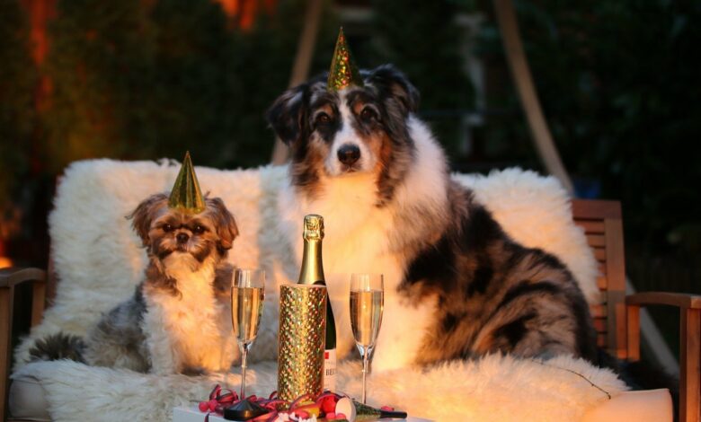 10 lustige Arten um ein Hundegeburtstag zu feiern
