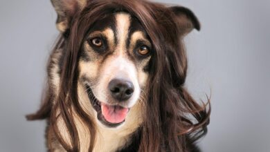 10 clevere Reinigungs Tipps zum Hundehaare entfernen [Bildinhalt mit KI erstellt]
