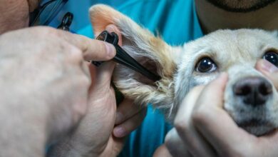 Hundeohren reinigen - Die komplette Anleitung [Bildinhalt mit KI erstellt]