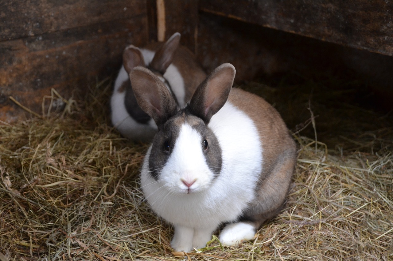 Die richtige Unterbringung für Kaninchen [Bildinhalt mit KI erstellt]