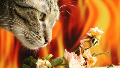 Welche Gerüche hassen Katzen? [Bildinhalt mit KI erstellt]