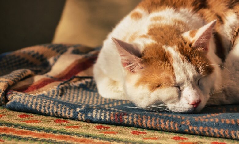 10 Tipps, wie Sie Ihre Katze dazu bringen, die ganze Nacht zu schlafen