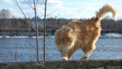 Katzen Schwanzbewegung - Körpersprache der Katze richtig deuten [Bildinhalt mit KI erstellt]