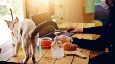 Warum stoßen Katzen Dinge um? [Bildinhalt mit KI erstellt]