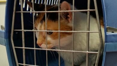 Katze in Transportbox bekommen - Tipps & Tricks [Bildinhalt mit KI erstellt]
