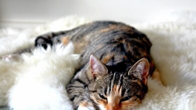Haben Katzen Trennungsangst? [Bildinhalt mit KI erstellt]