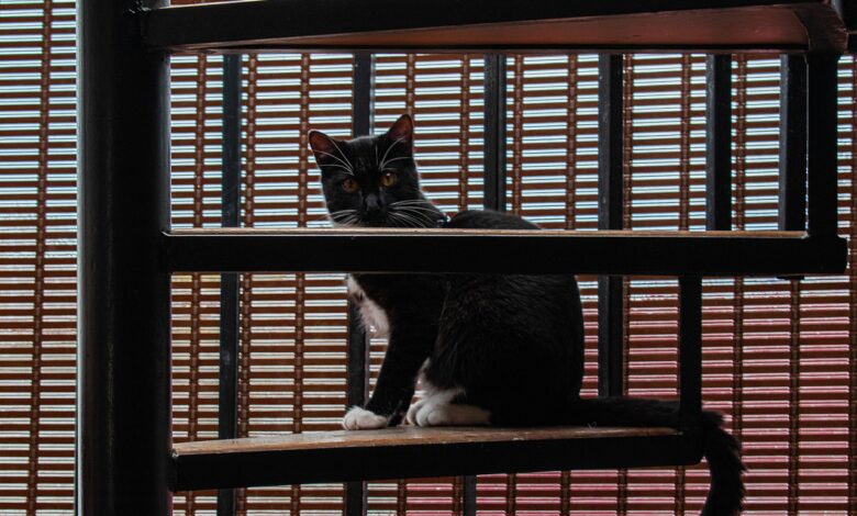 Die Katze meidet Treppe im Haus - Was bedeutet das?