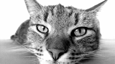 Dinge, die Sie nicht tun sollten, wenn Sie Ihre Katze allein lassen [Bildinhalt mit KI erstellt]