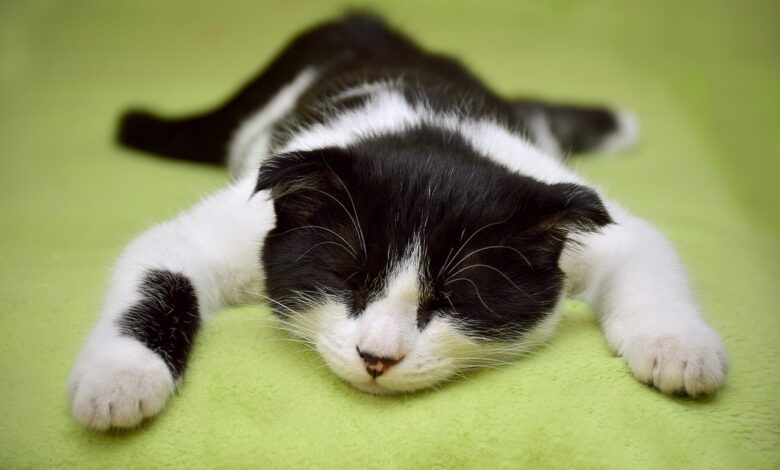 Schwere Atmung bei Katzen: 3 Arten und was zu tun ist [Bildinhalt mit KI erstellt]