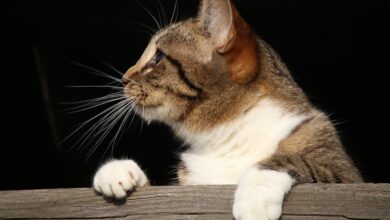 Katze verlangt Aufmerksamkeit – Verhalten bei Katzen richtig deuten [Bildinhalt mit KI erstellt]