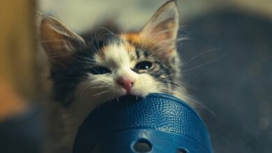 Katze beissen und kratzen abgewöhnen [Bildinhalt mit KI erstellt]