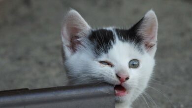 Warum beißen Katzen? [Bildinhalt mit KI erstellt]
