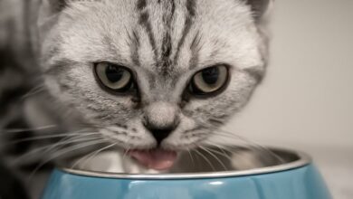 Katze erbricht Futter nach dem fressen – Was bedeutet das? [Bildinhalt mit KI erstellt]