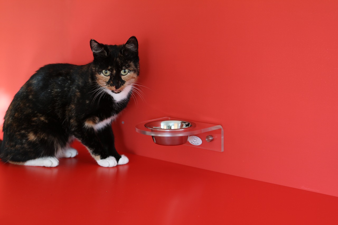 Katze frisst nicht - 8 Gründe für Futterverweigerung