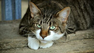 Flöhe bei meiner Katze - was tun? [Bildinhalt mit KI erstellt]