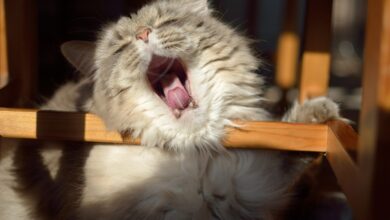 Katze hat Mundgeruch - Ursachen und Abhilfemaßnahmen [Bildinhalt mit KI erstellt]