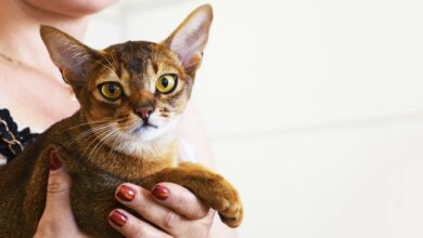 Wie Katze hochheben und halten - Ein schrittweiser Leitfaden [Bildinhalt mit KI erstellt]